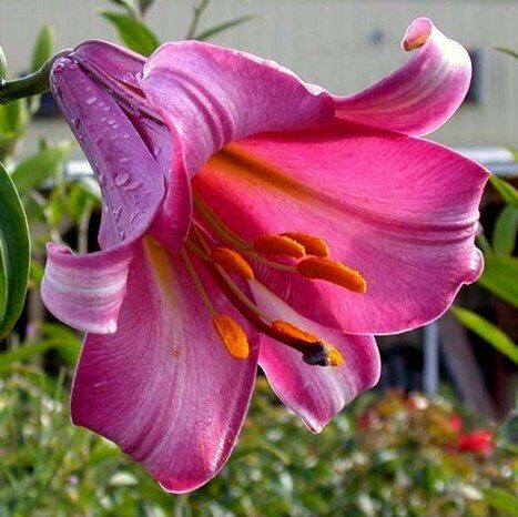 Lilija PINK PERFECTION 3 gab Junior